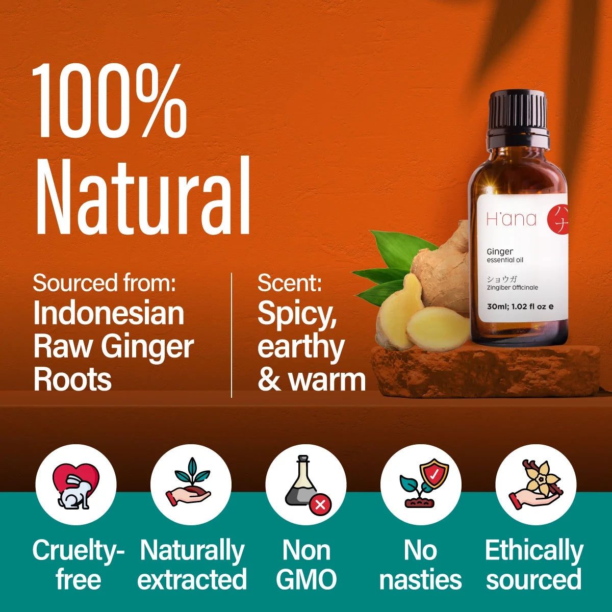 H'Ana Ginger Essential Oil for Hair, Skin, Diffusers, Aromatherapy, and Massage - with a Spicy, Gingery Smell (1 Fl Oz)
